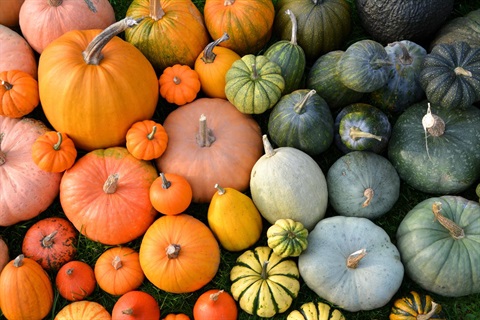 gourds of various shapes sizes and colors