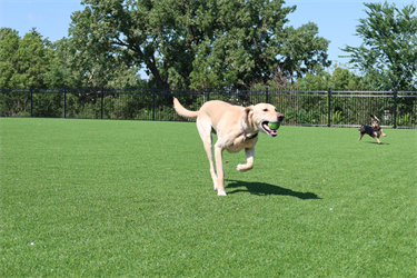 Dogs playing