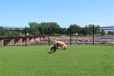 Dogs playing at Pawsible