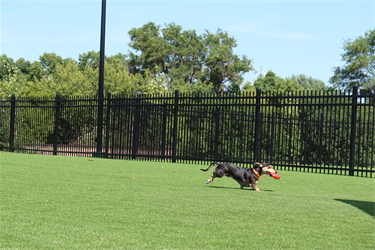 Weiner Dog galloping at Pawsible